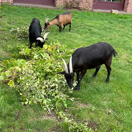 לינה וארוחת בוקר La Ferme Du Paradis Merris