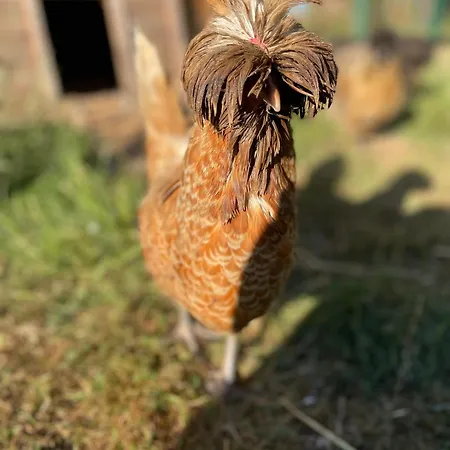 Bed & Breakfast La Ferme Du Paradis Merris