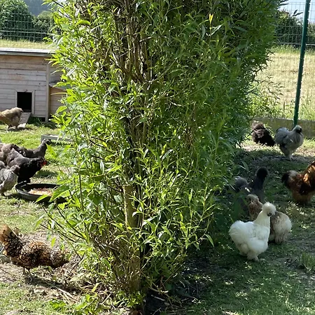 La Ferme Du Paradis Merris