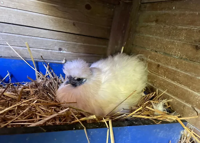 Le Relais De La Dentelle 3*