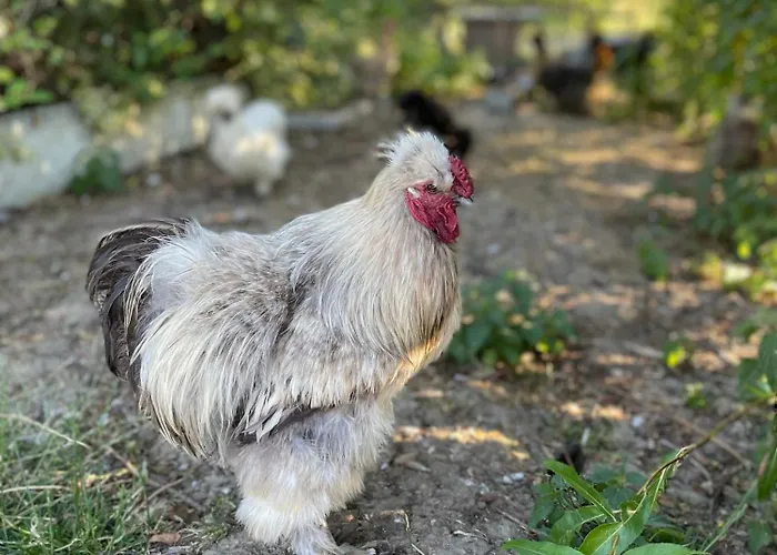 Le Relais De La Dentelle Couette-café