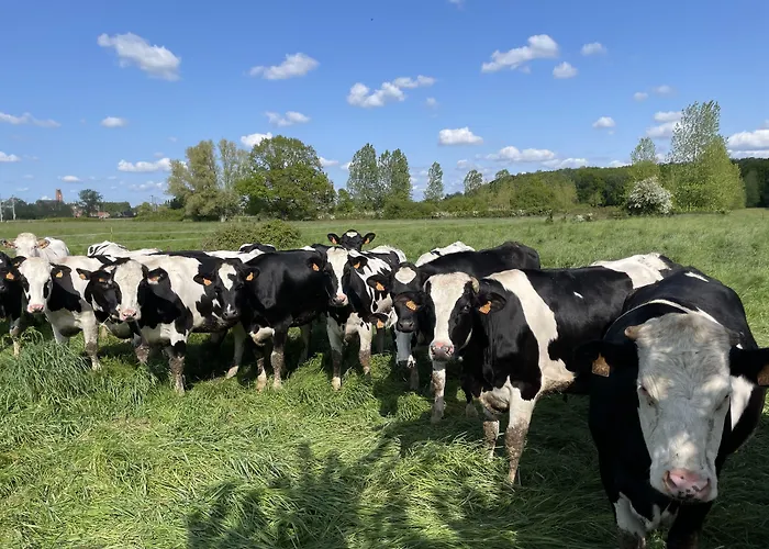 Le Relais De La Dentelle 3* Merris